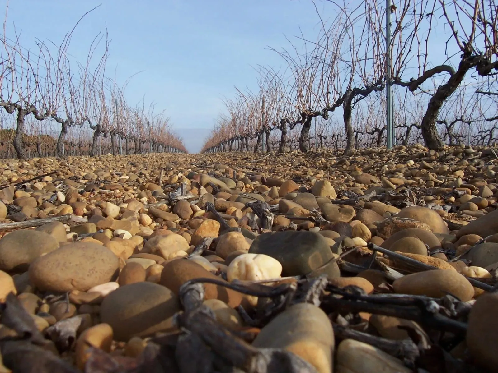 Viñedo en el Pago de Valdeátima
