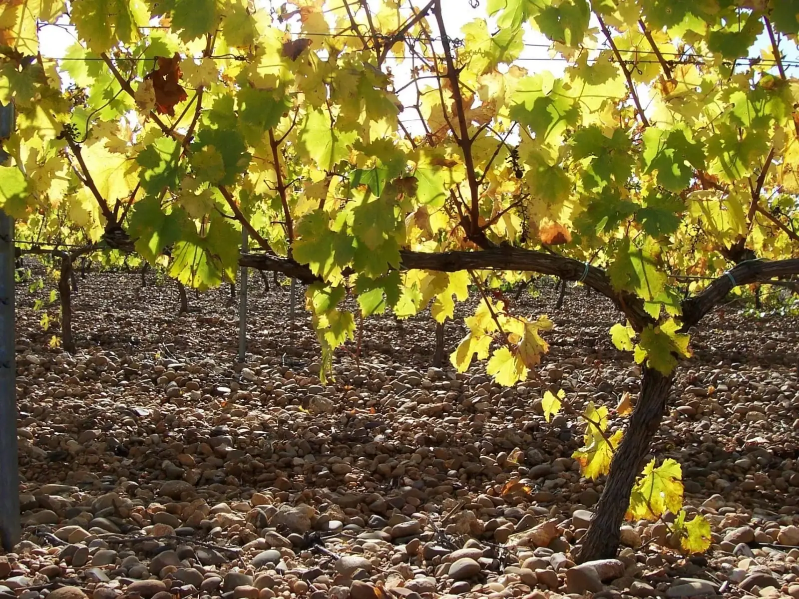Viñedo de Lezcano-Lacalle en otoño