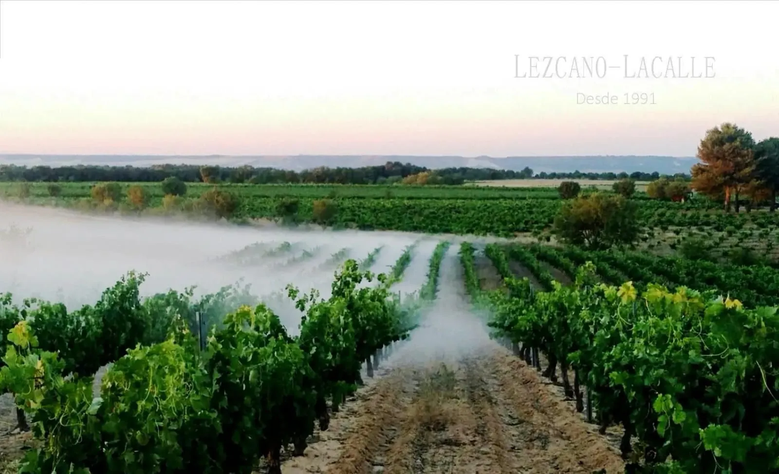 Viñedo entre la niebla